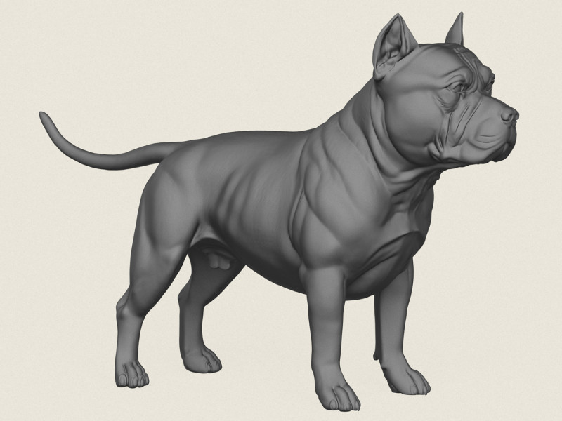 Pitbull Dog Standing 3D Print Model .c4d .max .obj .3ds .fbx .stl .blend 