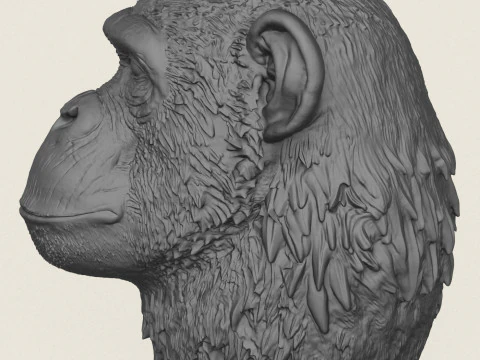 Chimpanzee Head Vase 3D Print Model