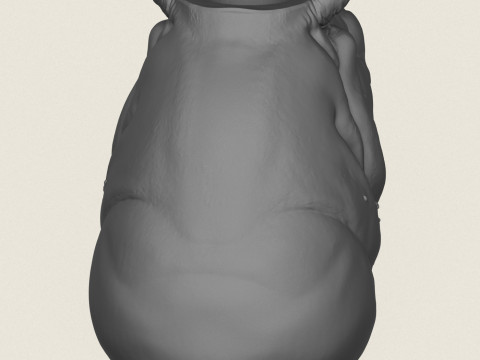Hippopotamus Face Vase 3D Print Model