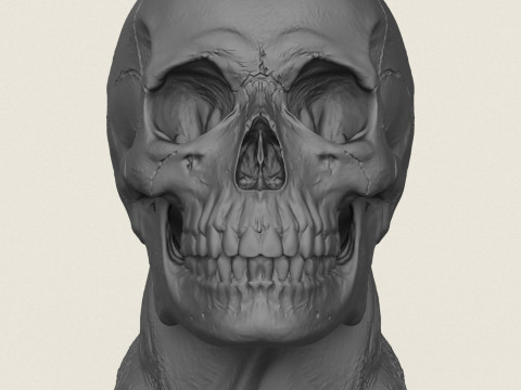 मानव खोपड़ी पॉट फूलदान 3D प्रिंट मॉडल