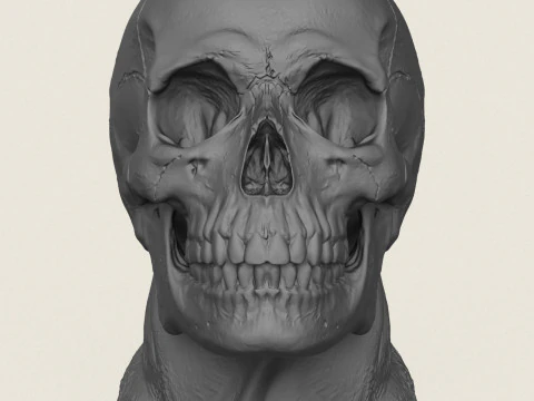 Human Skull Pot Vase 3D Print Model