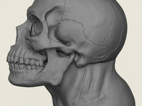 Human Skull Pot Vase 3D Print Model