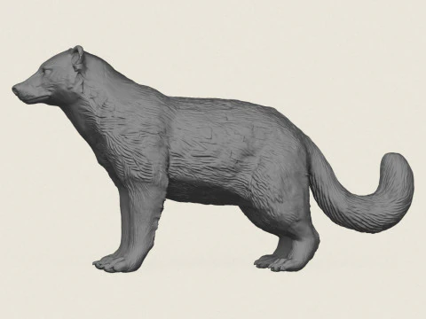 Wild Badger Animal 3D Print Model