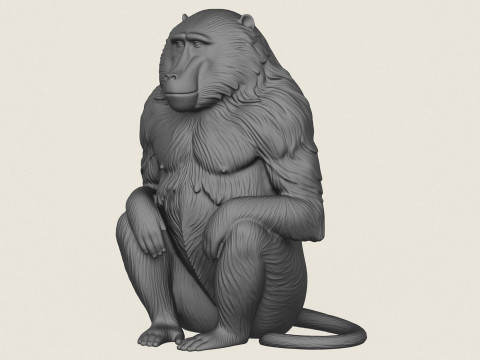 Baboon Monkey Sitting 3D Print Model