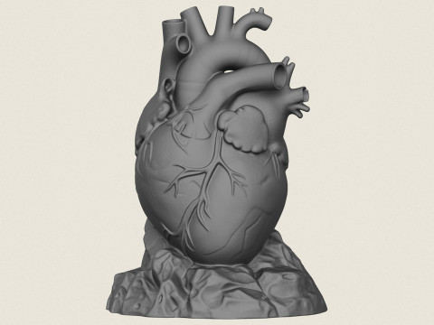 Human Heart Sculpture 3D Print Model