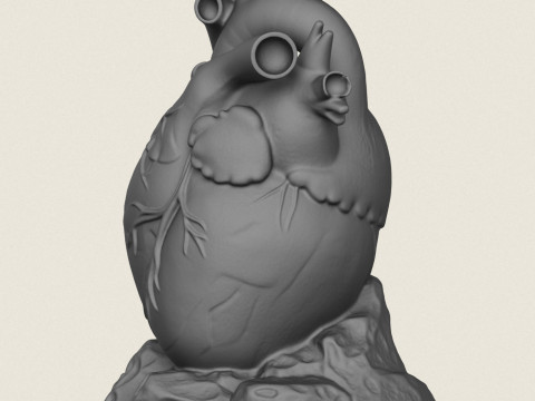 Human Heart Sculpture 3D Print Model