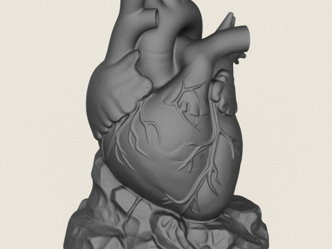 Human Heart Sculpture 3D Print Model