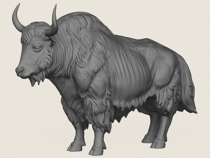 Himalaya-Yak 3D Druckmodell .c4d .max .obj .3ds .fbx .stl .blend 