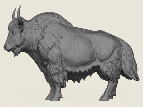 Yak de l'Himalaya Modèles 3D en vedette