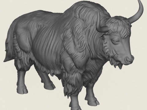 Yak de l'Himalaya Modèles 3D en vedette