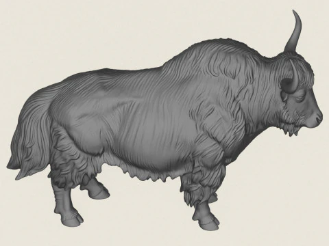 Yak de l'Himalaya Modèles 3D en vedette