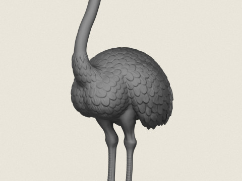 Strau&szlig;envogel 3D Druckmodell