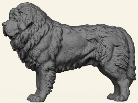 Tibetan Bullmastiff Dog 3D Print Model
