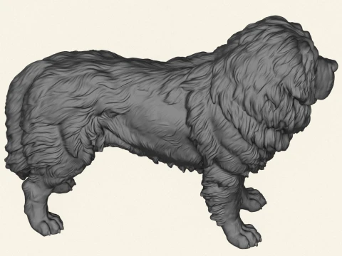 Tibetan Bullmastiff Dog 3D Print Model