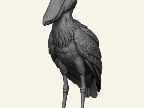 Shoebill Bird 3D Print Model
