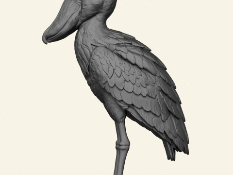 Shoebill Bird 3D Print Model