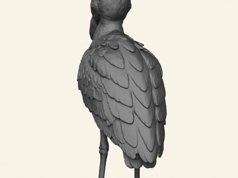 Shoebill Bird 3D Print Model