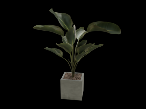 a flower in a pot Texturas CG