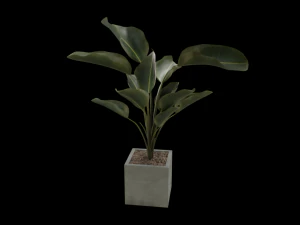 kwiat w doniczce CG Tekstury