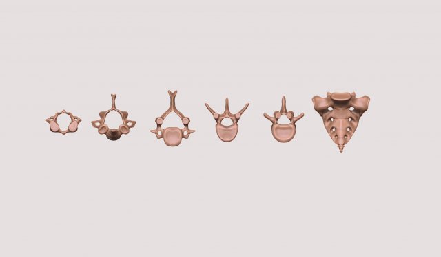 vertebrae and sacrum for 3d printing 3D 打印模型 .c4d .max .obj .3ds .fbx .stl .blend 