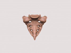 vertebrae and sacrum for 3d printing 3D 打印模型