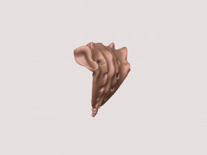 vertebrae and sacrum for 3d printing 3D 打印模型