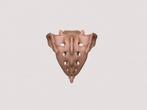 vertebrae and sacrum for 3d printing 3D 打印模型