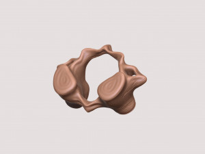 vertebrae and sacrum for 3d printing 3D 打印模型