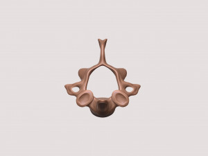 vertebrae and sacrum for 3d printing 3D 打印模型