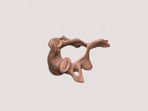 vertebrae and sacrum for 3d printing 3D 打印模型