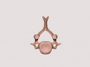 vertebrae and sacrum for 3d printing 3D 打印模型