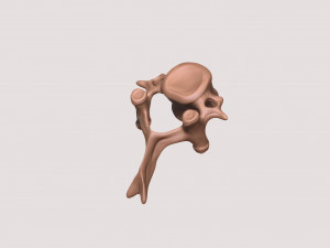 vertebrae and sacrum for 3d printing 3D 打印模型