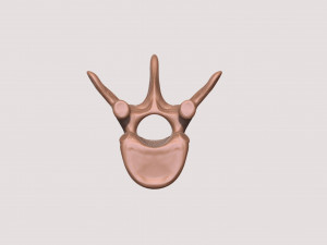 vertebrae and sacrum for 3d printing 3D 打印模型