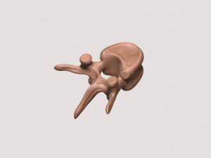 vertebrae and sacrum for 3d printing 3D 打印模型
