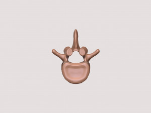 vertebrae and sacrum for 3d printing 3D 打印模型