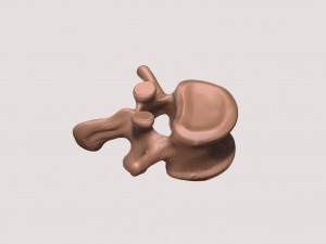 vertebrae and sacrum for 3d printing 3D 打印模型