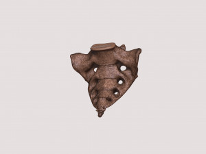 vertebrae and sacrum for 3d printing 3D 打印模型