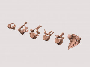 vertebrae and sacrum for 3d printing 3D 打印模型