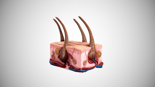 skin and hair low-poly 3D Model .c4d .max .obj .3ds .fbx .stl .blend 