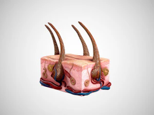 pele e cabelo low-poly Modelo 3D