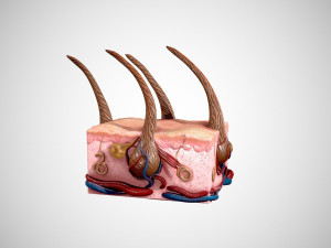 skin and hair low-poly 3D Model
