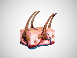 skin and hair low-poly 3D Model