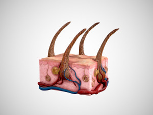 skin and hair low-poly 3D Model