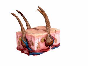skin and hair low-poly 3D Model