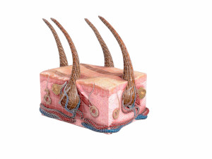 skin and hair low-poly 3D Model