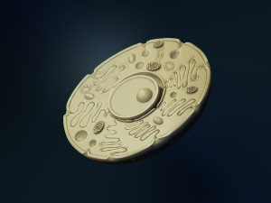 animal cell model 3d print model 3D Print Model