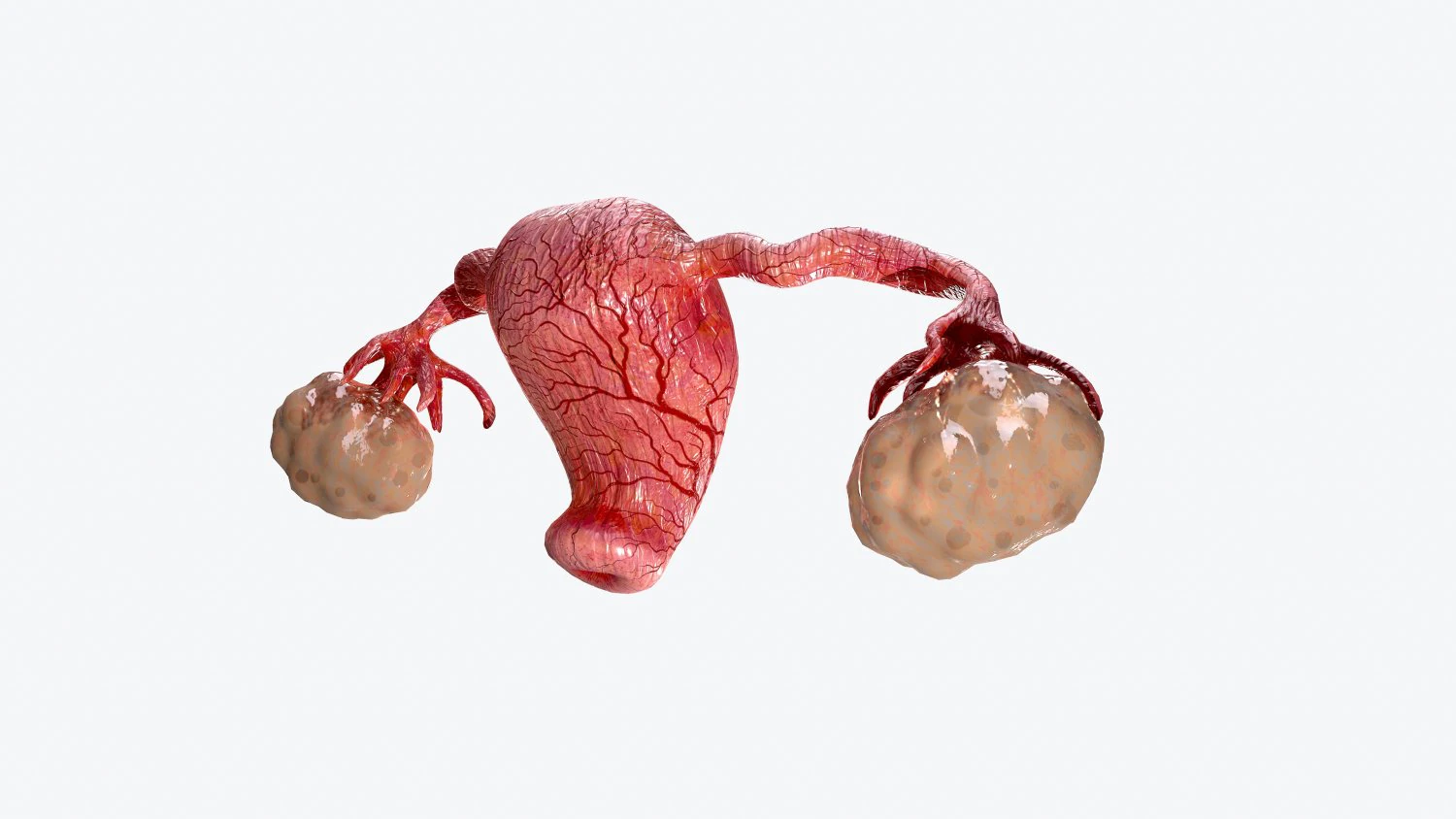 uterus and ovaries low-poly 3D Model .c4d .max .obj .3ds .fbx .stl .blend 