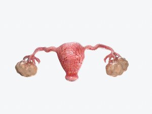 uterus and ovaries low-poly Model 3D
