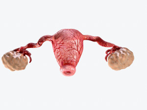 uterus and ovaries low-poly Model 3D