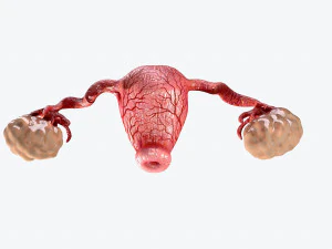 uterus and ovaries low-poly 3D Model